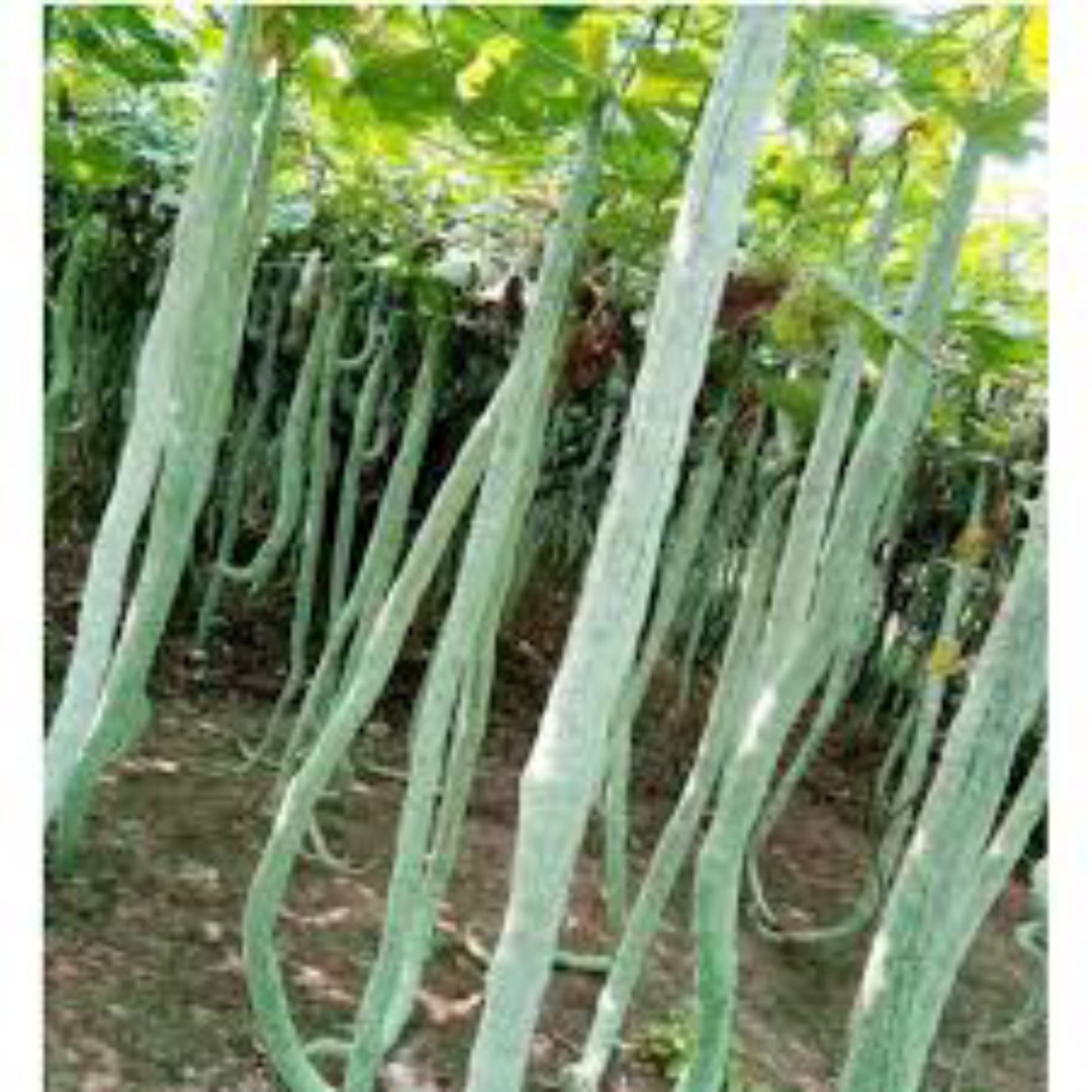 TÚI 5 HẠT GIỐNG MƯỚP NHẬT - MƯỚP RẮN F1 - DỄ TRỒNG - GIÁ KHUYẾN MẠI.