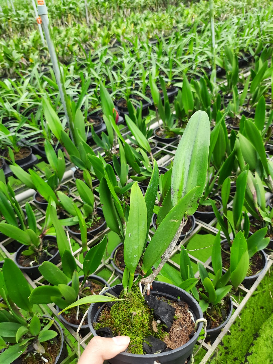 Brass Đốm Đổi Màu