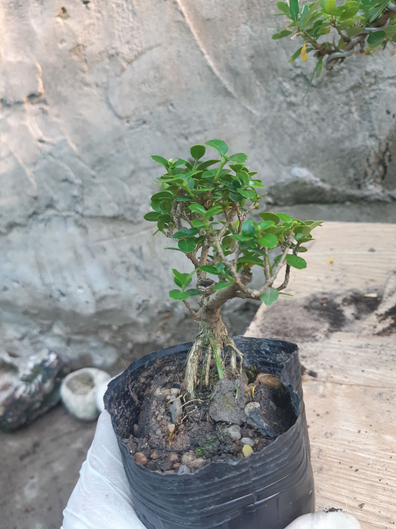sam hương siêu mini