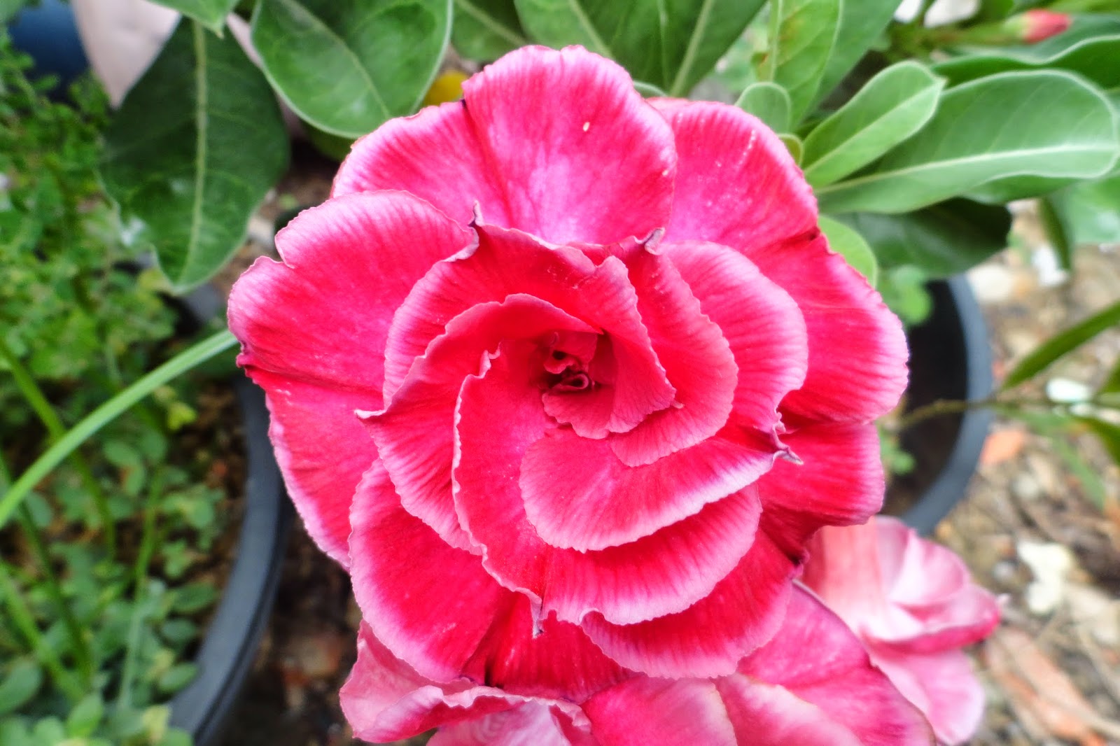 Sứ Ghép Hoa Long Thành - Sứ Thái