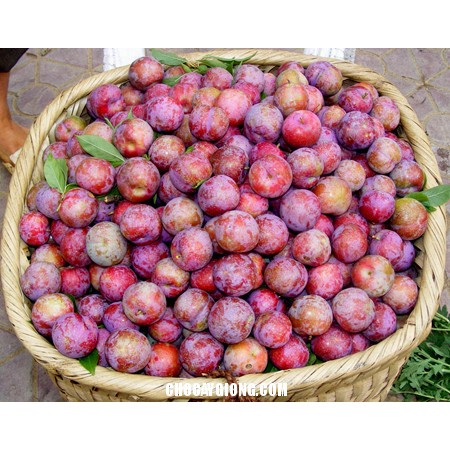 Cây giống Mận Tam Hoa