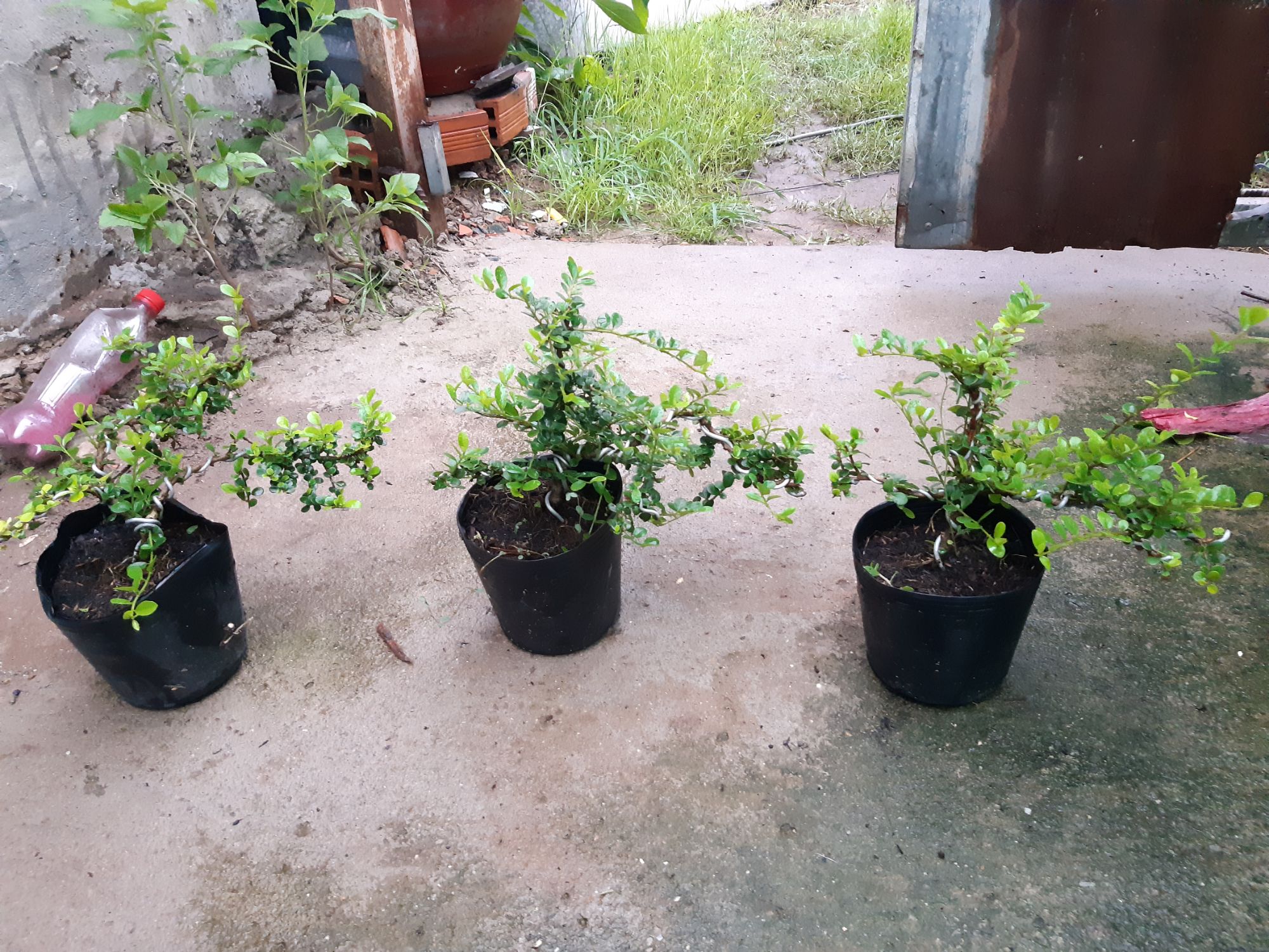 sam trái bonsai mini