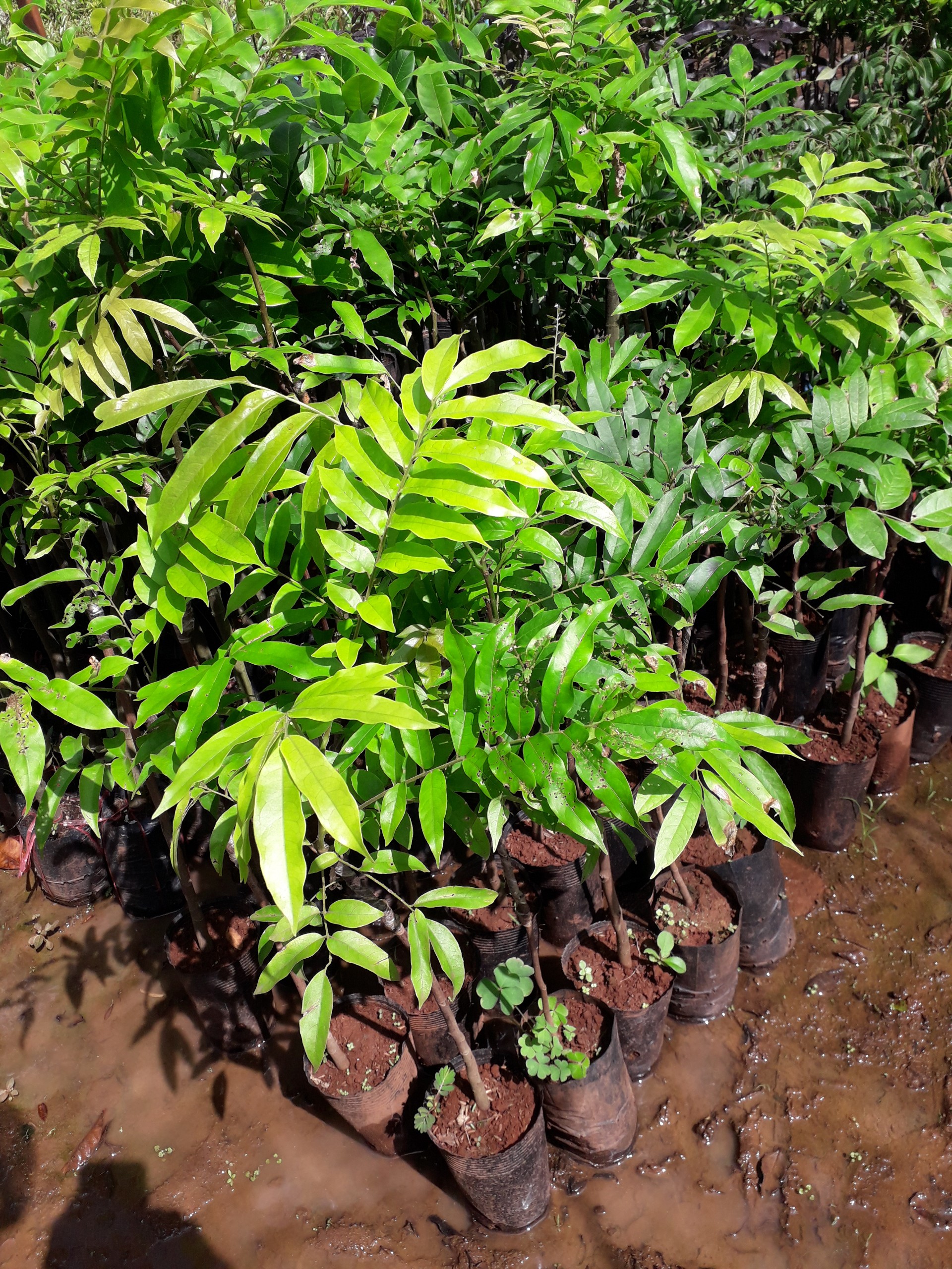 Cây giống sấu