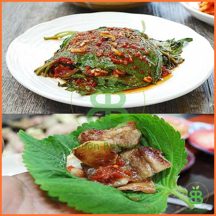 Hạt Giống Rau Thơm Mè Hàn Quốc