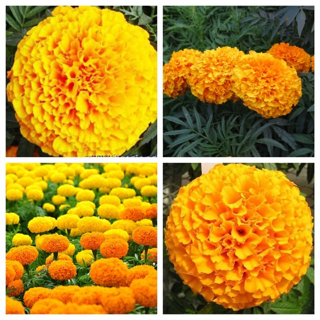 Hạt giống hoa cúc vạn thọ cam