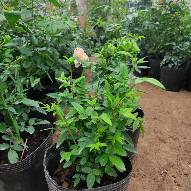 Combo 2 Cây hoa hồng xanh lá cây Jane Green