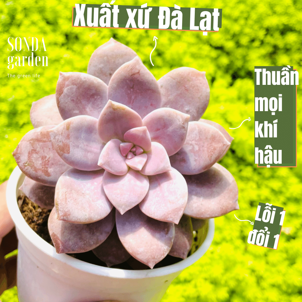 SEN ĐÁ DĨA HỒNG SIZE TRUNG BÌNH SIÊU KHỎE LỖI 1 ĐỔI 1