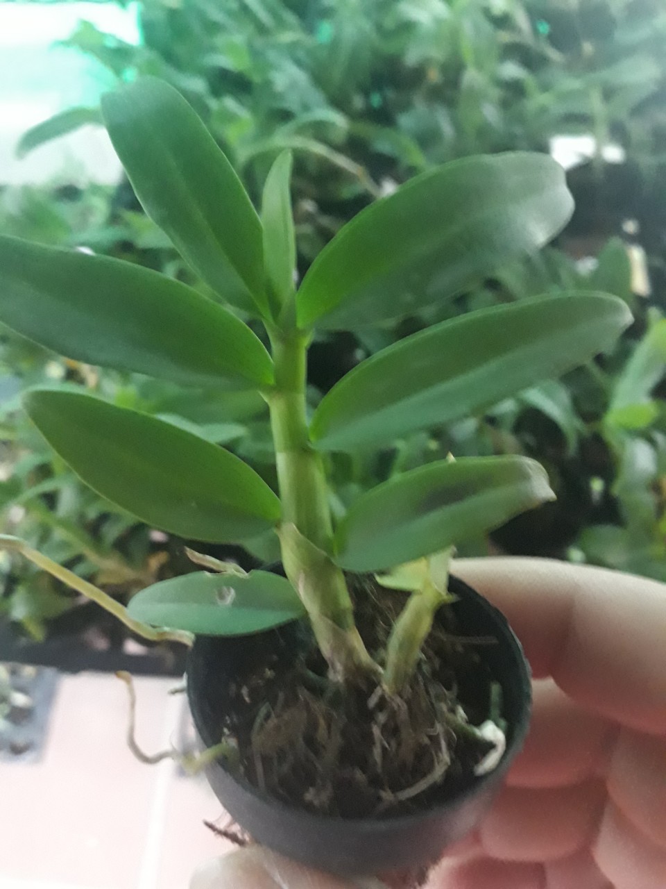 Phi điệp hồng tuyền giống