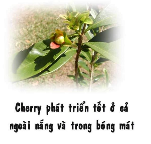 CÂY GIỐNG CHERRY MỸ ĐỎ