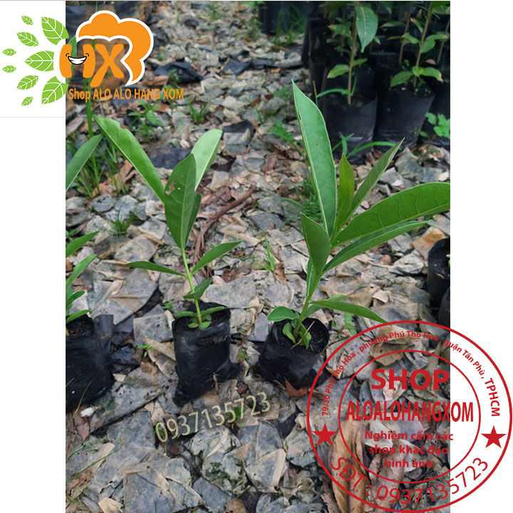 cây hoa chuông vàng cây giống (combo 5 cây)