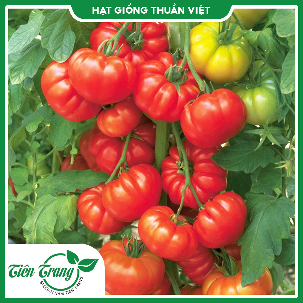 Hạt giống Cà Chua Hoa Thị TN