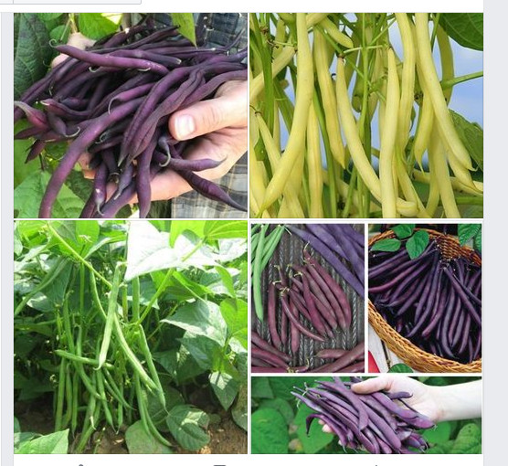 Combo 3 gói Hạt giống đậu cô ve tím-vàng -xanh