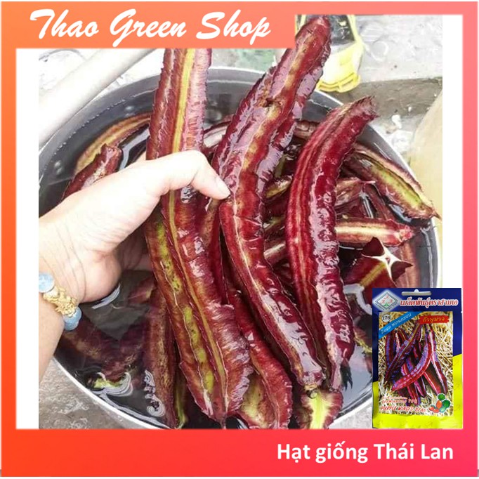 HẠT GIỐNG ĐẬU RỒNG TÍM THÁI LAN