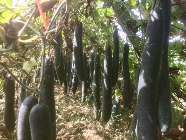HẠT GIỐNG BÍ XANH(BÍ SẶT)