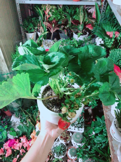 Chậu Cây Dâu Tây