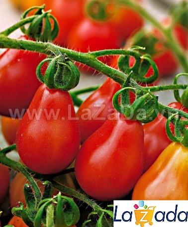 30h Hạt Giống Cà Chua Cherry Lê Đỏ (A3.102| B41*W45*M304)