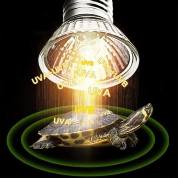 [pet] Đèn sưởi UVA + UVB 3.0 cho bò sát nomoy pet
