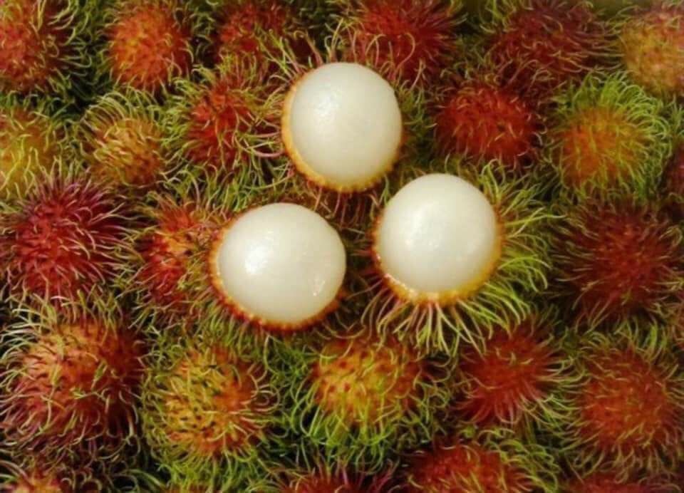 cây giống chôm chôm thái siêu sớm
