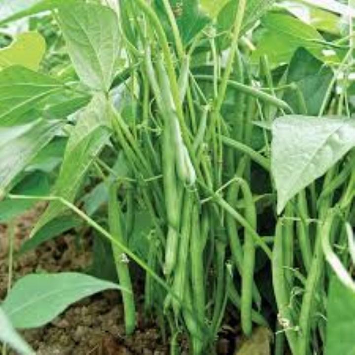 Gói 15 GRAM hạt giống đậu cove lùn