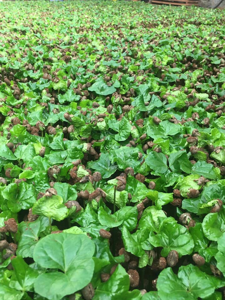 500gram hạt giống cà phê lá xoài