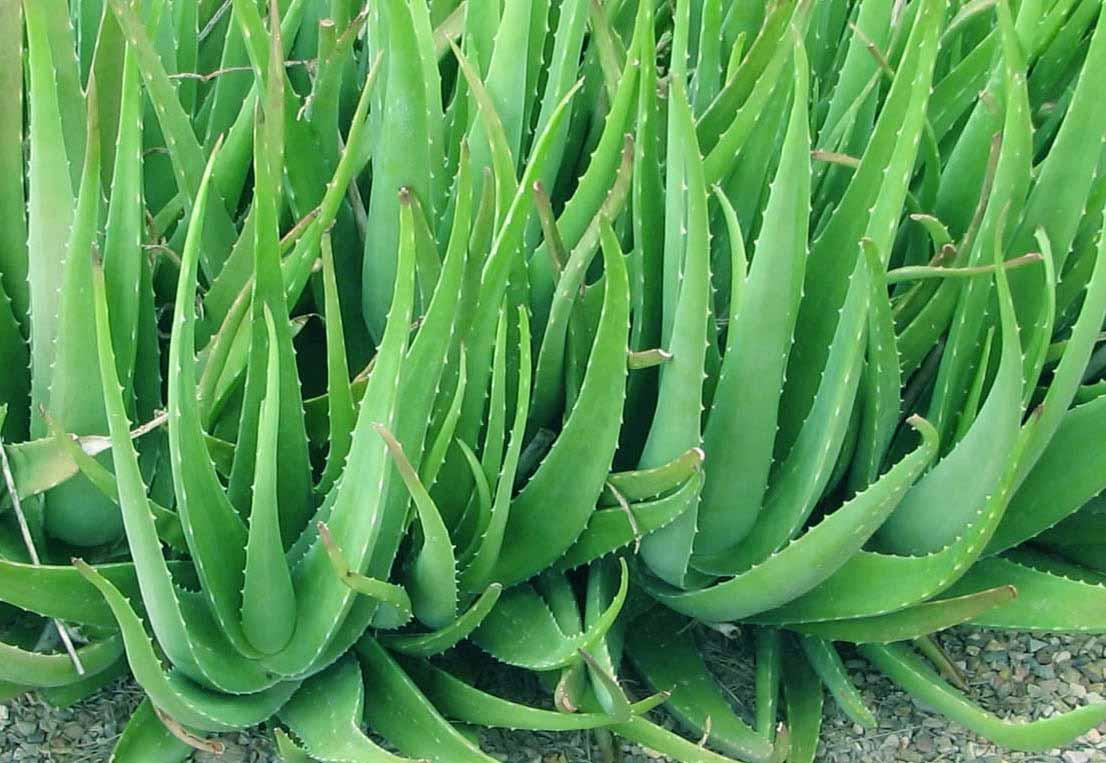 Cây Nha Đam - Chậu Rau Dược Liệu