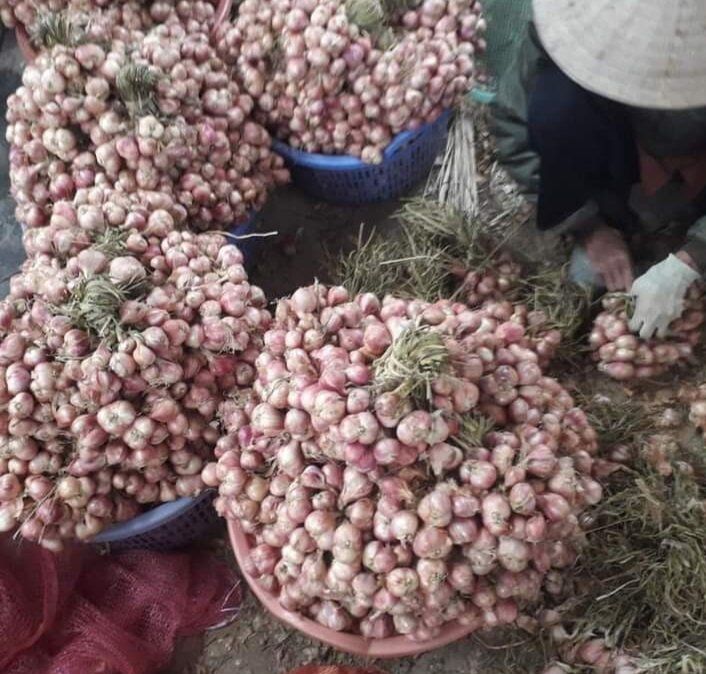 Tỏi tép to dễ bóc, chắc mẩy