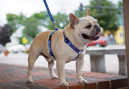 Dây Dắt YẾM DoggyMan Cho Chó Mèo Nhỏ