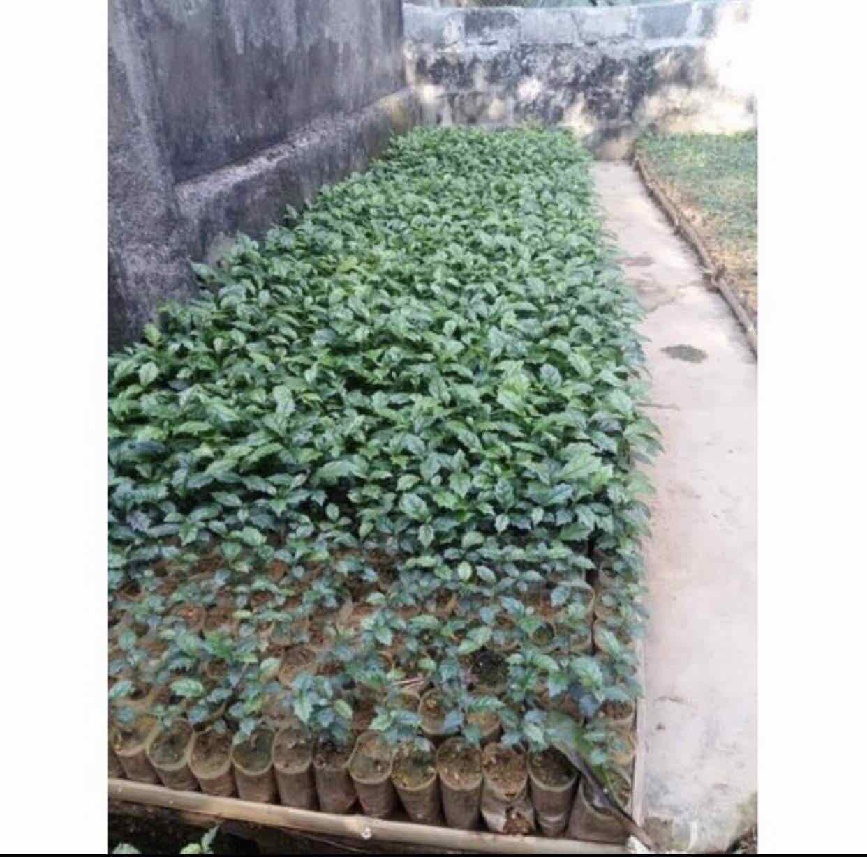 Combo 5 cây xạ đen giống Hoà Bình