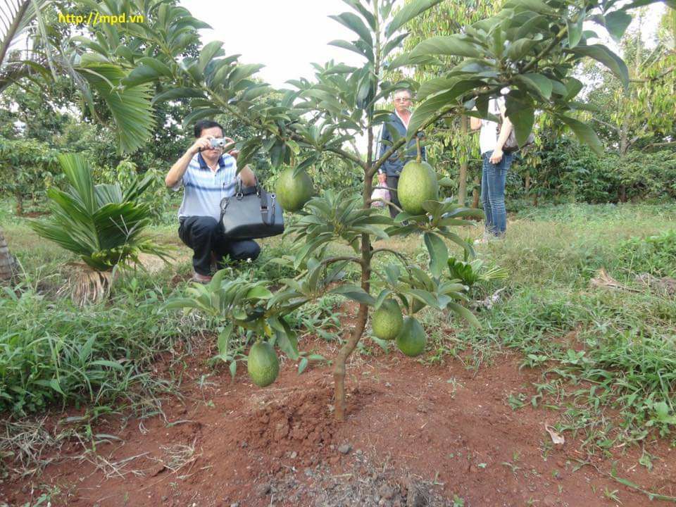 CÂY GIỐNG BƠ CUBA SIÊU SỚM