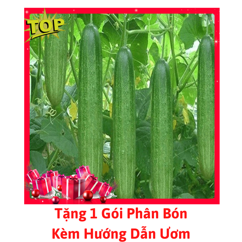 [Lấy mã giảm thêm 30%] Gói Hạt Giống Dưa Chuột Nếp Ta