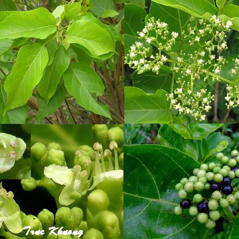Hạt Giống Lá Cách Vọng Cách - Mùi thơm hơi hắc