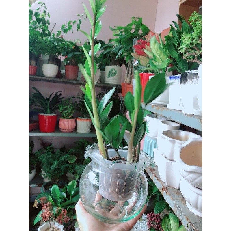 [HCM]Chậu Cây Kim Tiền Thái Thuỷ Sinh