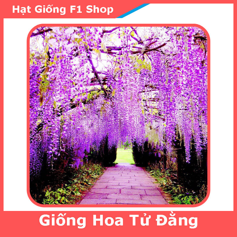 Hạt Giống Hoa Tử Đằng - 5H (120.F1)