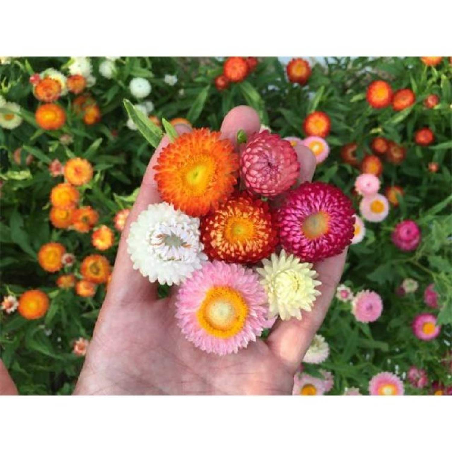 MA143 Hạt Giống Hoa Cúc Bất Tử Mix Nhiều Màu (50 Hạt)