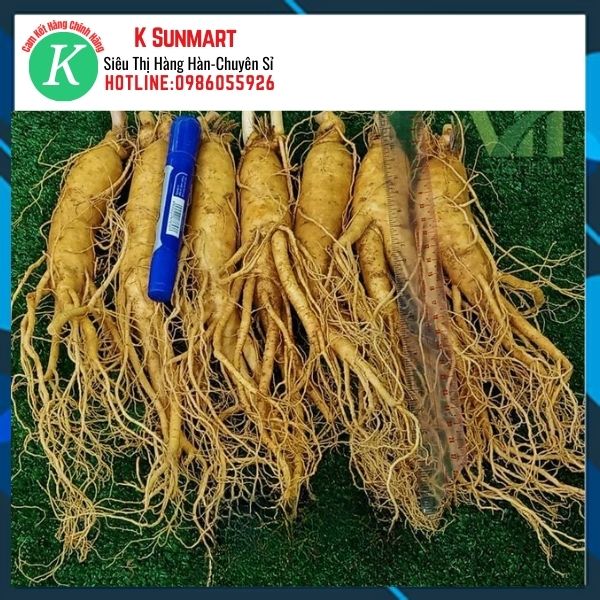K Sunmart-CỦ SÂM TƯƠI HÀN QUỐC (1kg/8-9 Củ)