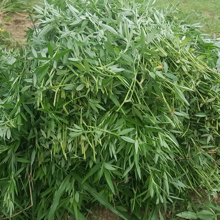 (100g), Giống cỏ Stylo - giàu dinh dưỡng
