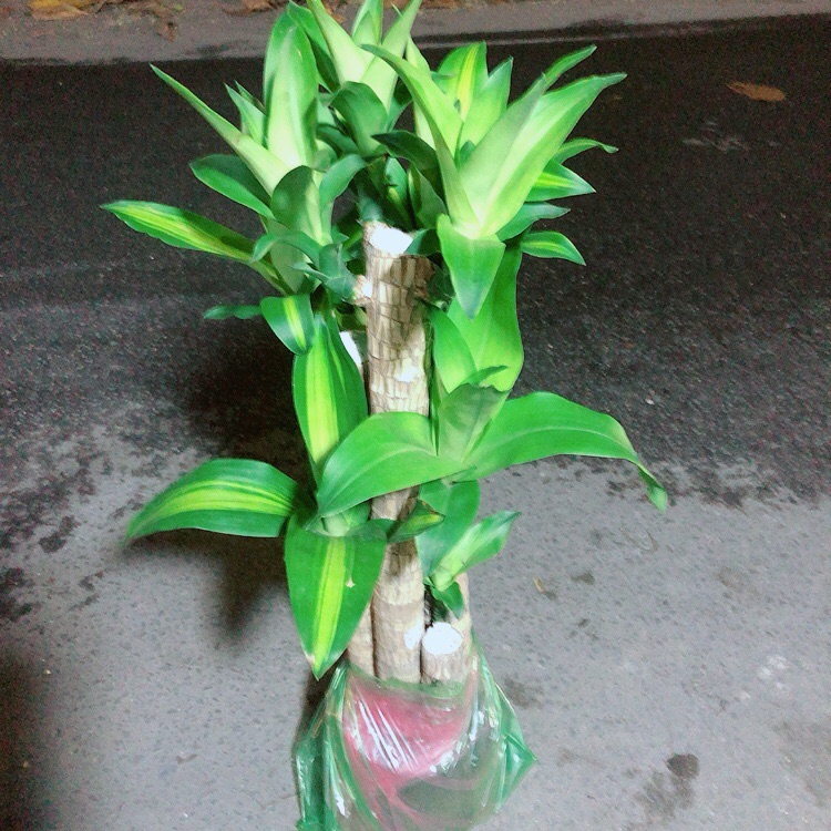 [HCM]Cây Phát Tài 5 Thân