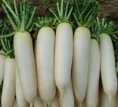 Hạt giống củ cải trắng 50g/túi giá rẻ