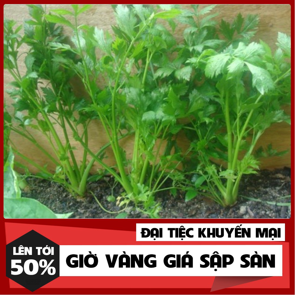 Hạt Giống Rau Cần Tây Cọng Xanh 5 Gram
