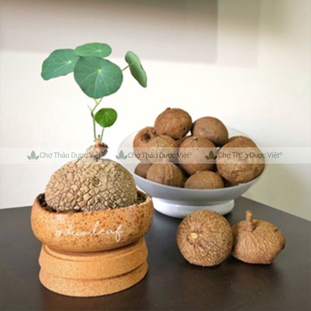 Củ bình vôi khô 500g, thái lát, sạch, thơm, giúp an thần, ngủ ngon, tốt cho hệ tiêu hóa, dạ dày