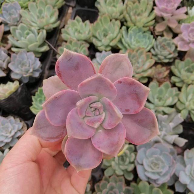 Sen Đá Hồng Mập