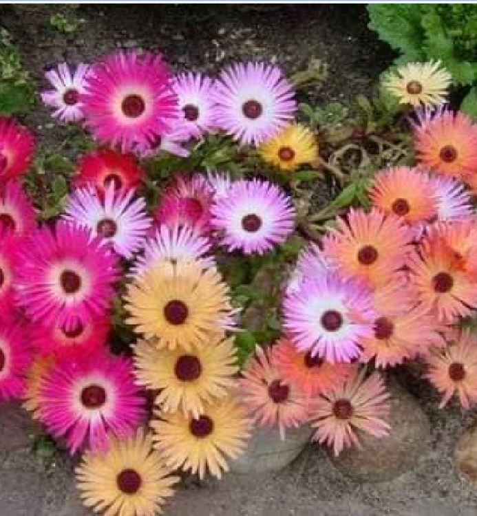 10H African Mix Flower Seeds - Pack of 20 Seeds