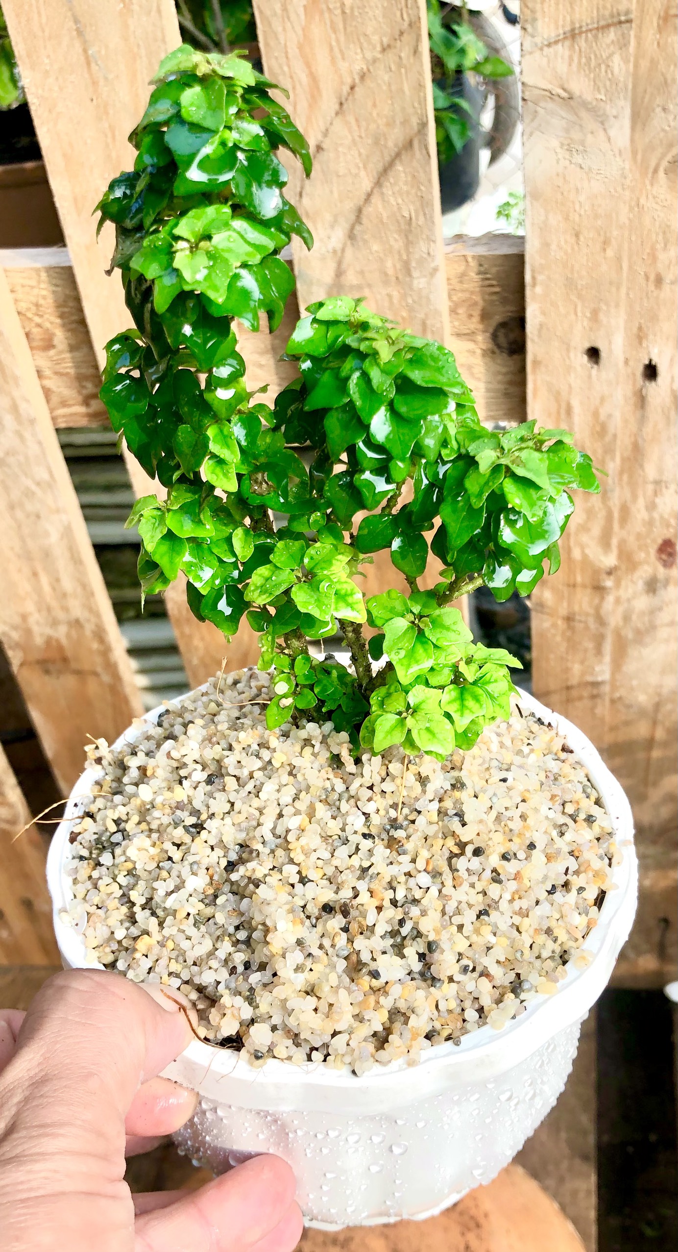 Chậu cây Tu Hú