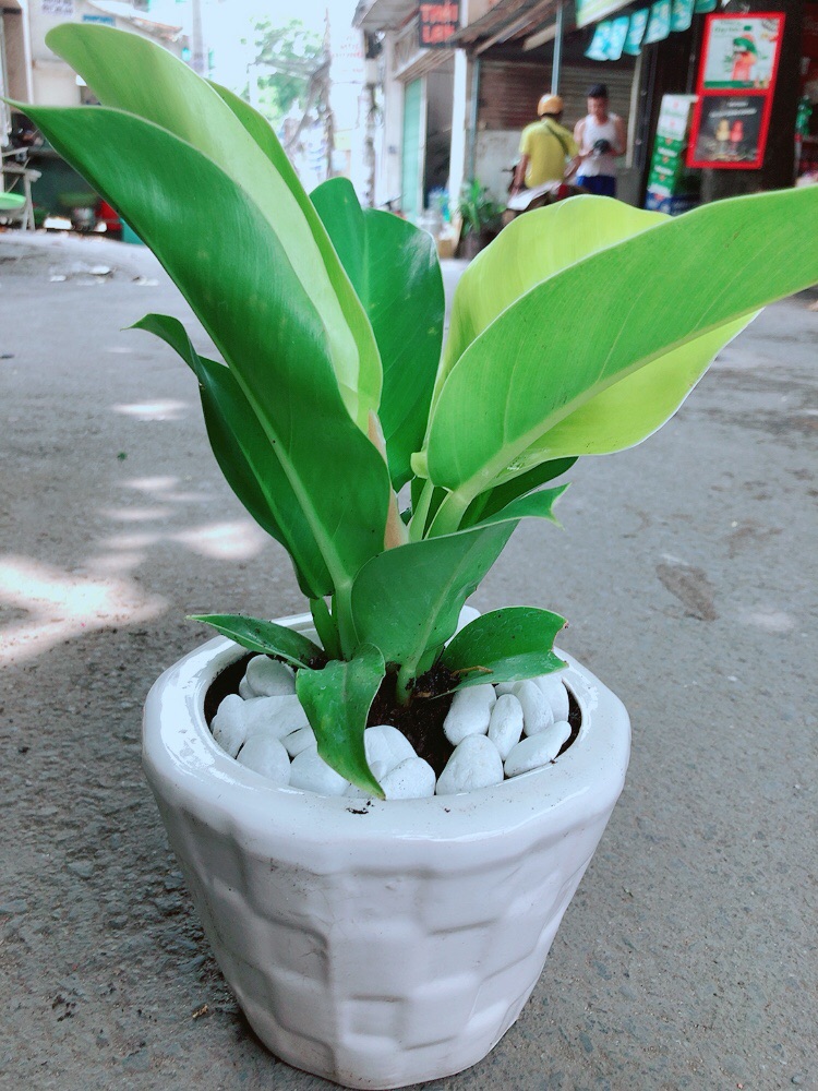 Chậu Trầu Bà Đế Vương