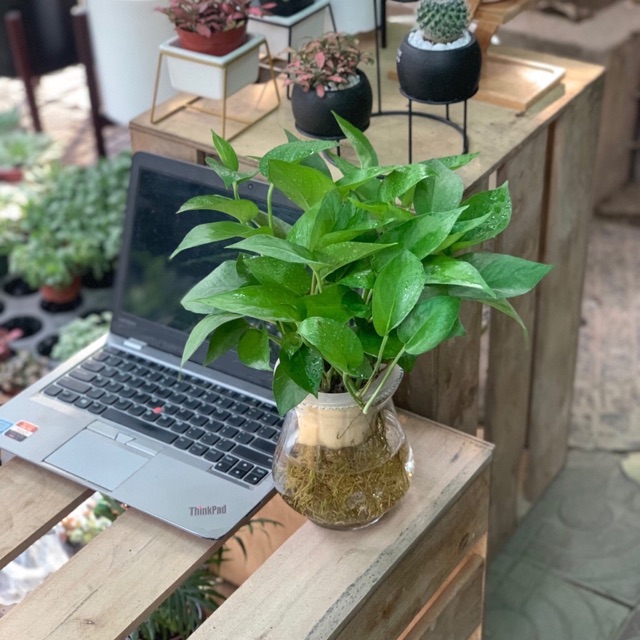 Chậu Cây Trầu Bà Thuỷ Canh ( Chậu Thuỷ Tinh)