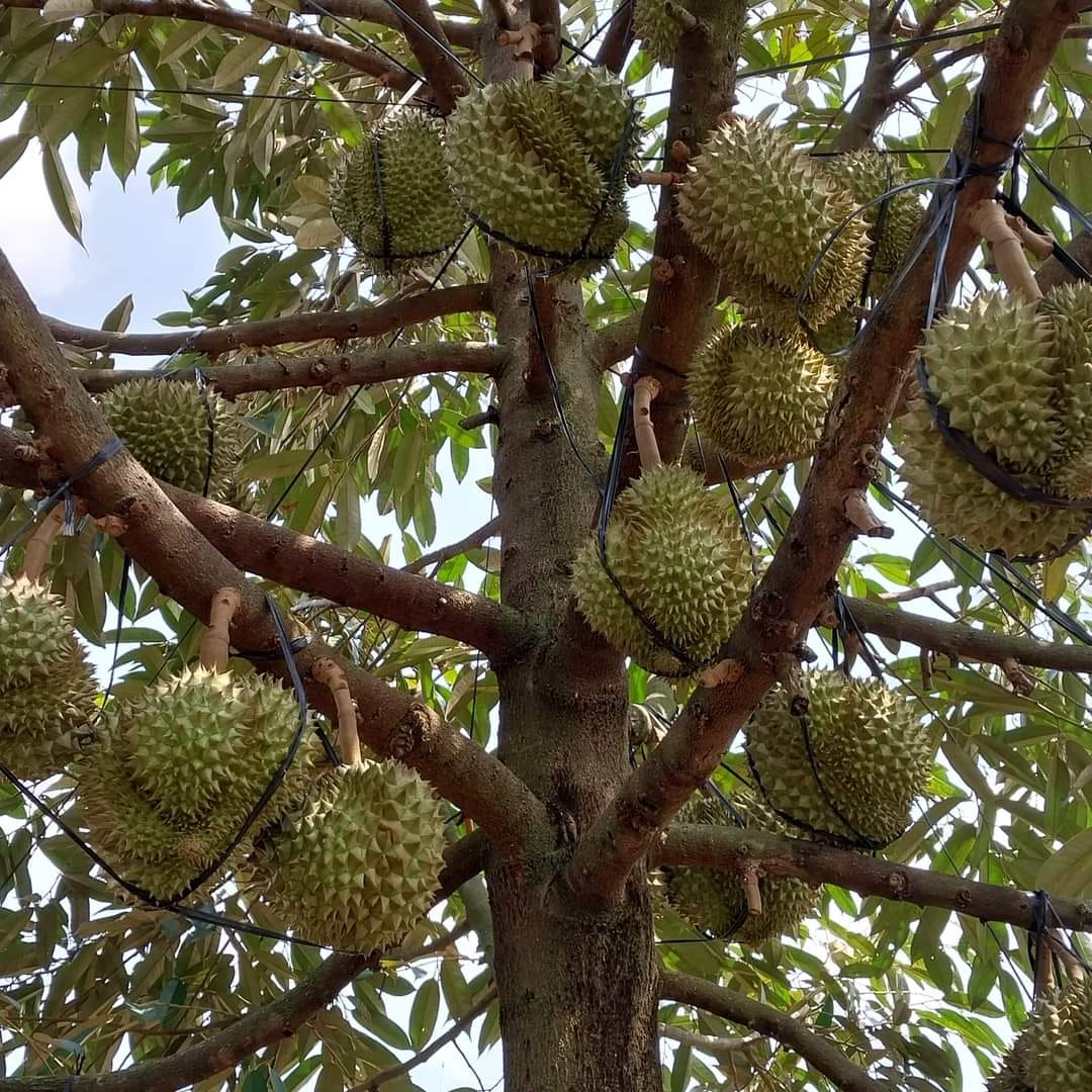 Phân bón lá 3 siêu lấy nhụy/đậu trái/lớn trái