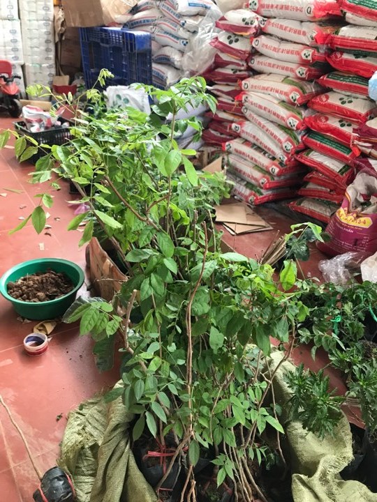 Cây giống hoa tử đằng thân gỗ tím