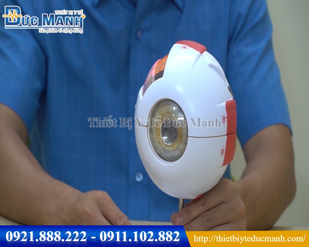 Mô hình giải phẫu mắt
