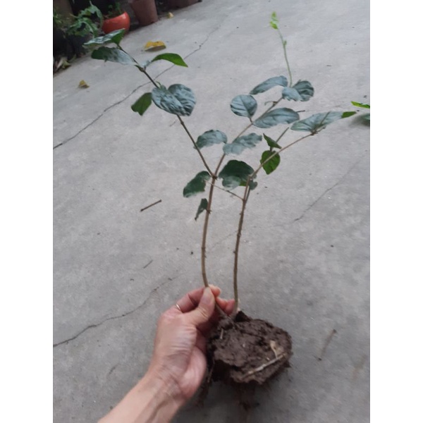 cây hoa nhài ta thơm nức mũi