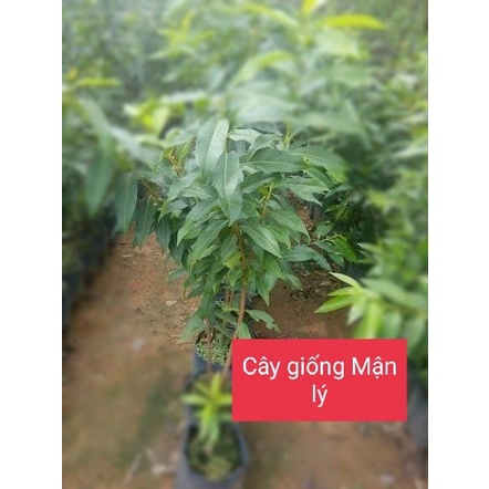 FREESHIP MAX -Cây giống mận lý (siêu sớm có bảo hành)- VƯỜN ƯƠM EAKMAT TÂY NGUYÊN